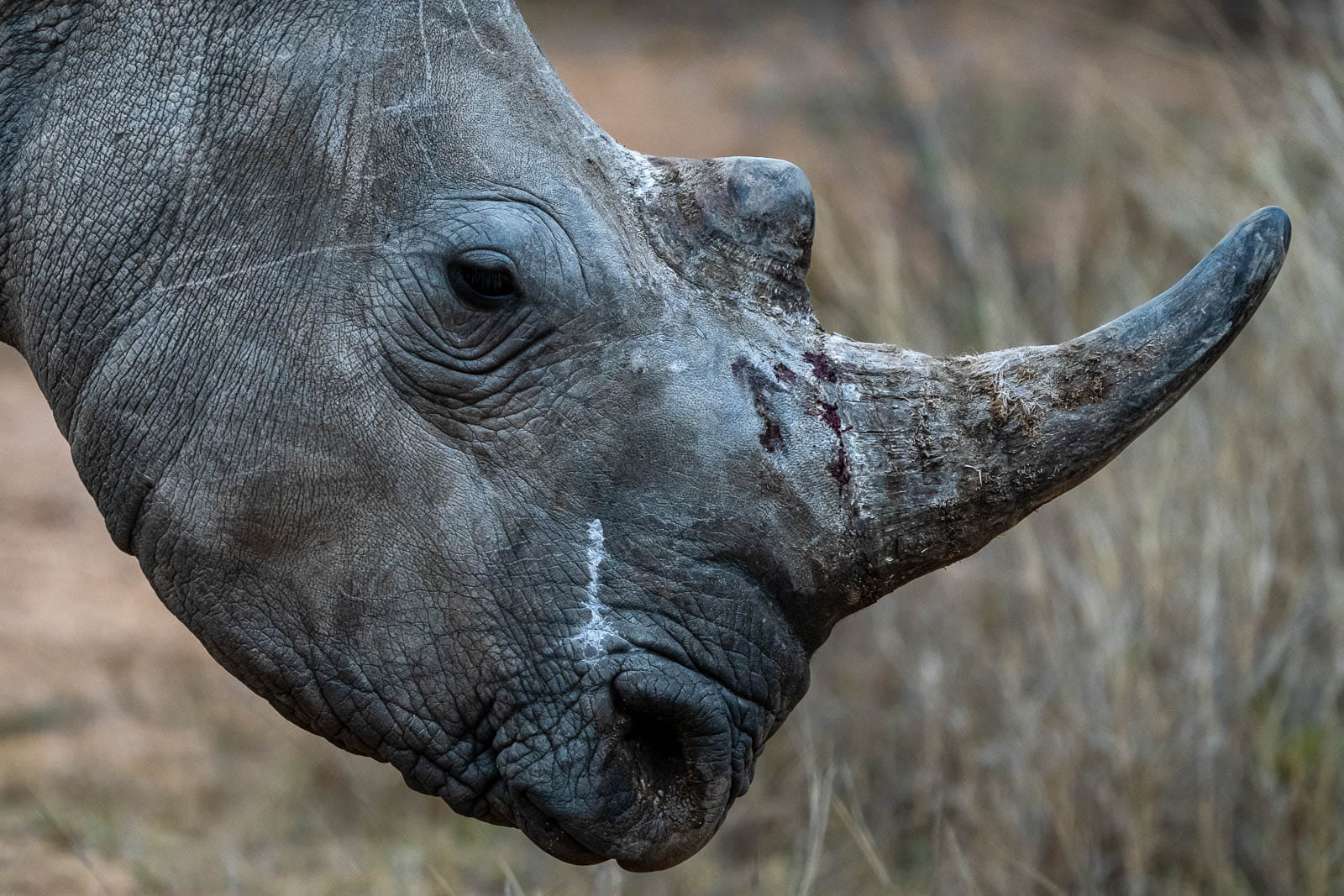 Fotoreise durch die Wildnis Südafrikas. Wir sind alle begeistert, diese Nashörner aus kurzem Abstand beobachten zu können.