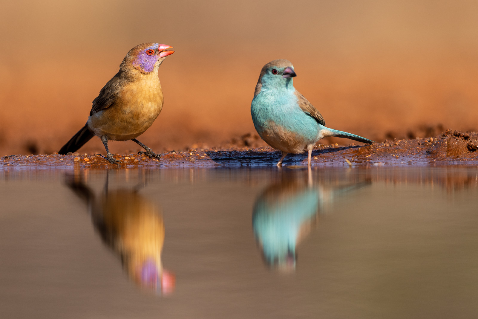 Vogelfotografie-Suedafrika-Fotosafari-11