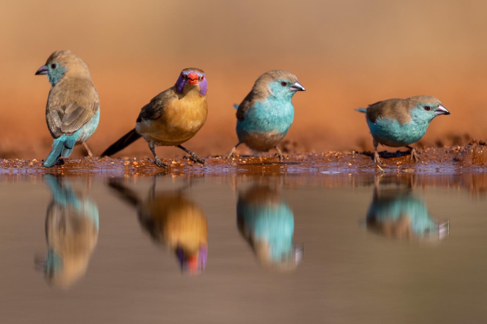 Vogelfotografie-Suedafrika-Fotosafari-14