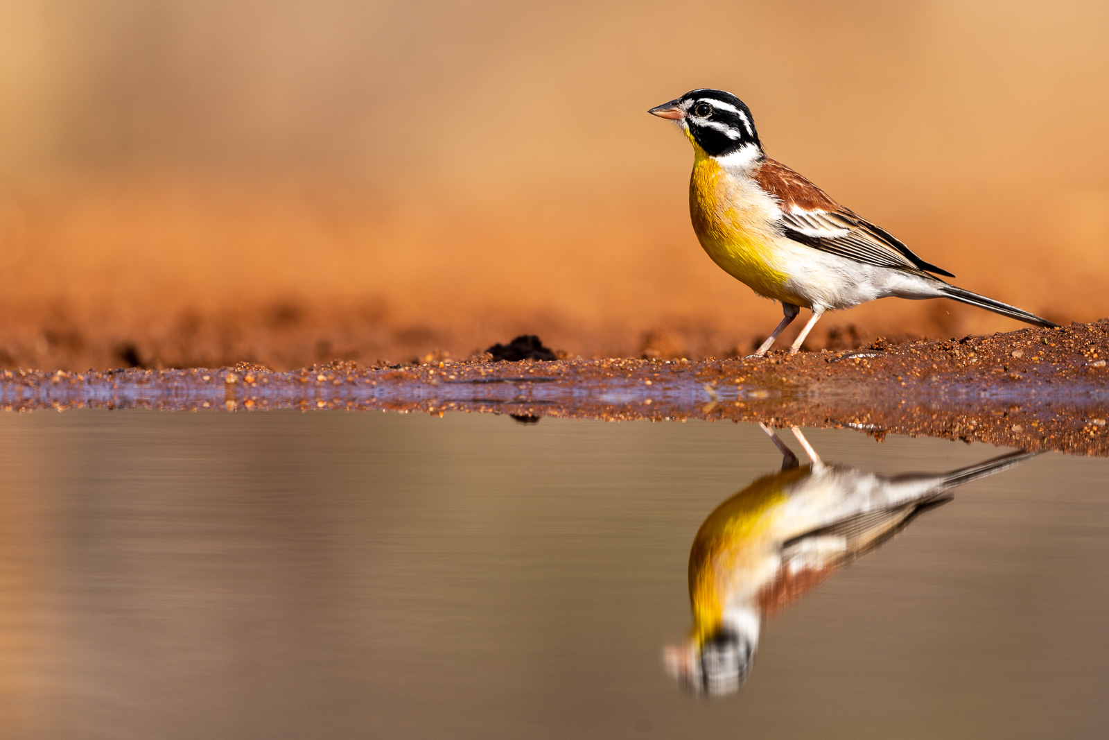 Vogelfotografie-Suedafrika-Fotosafari-19