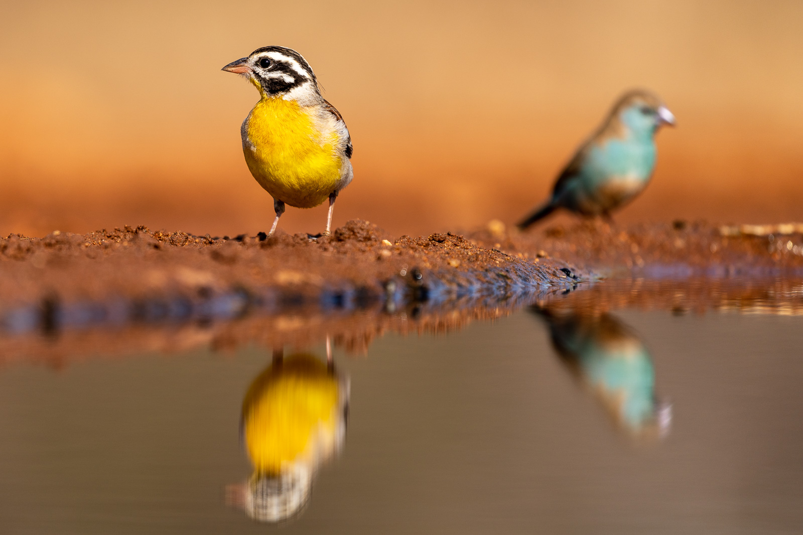 Vogelfotografie-Suedafrika-Fotosafari-21