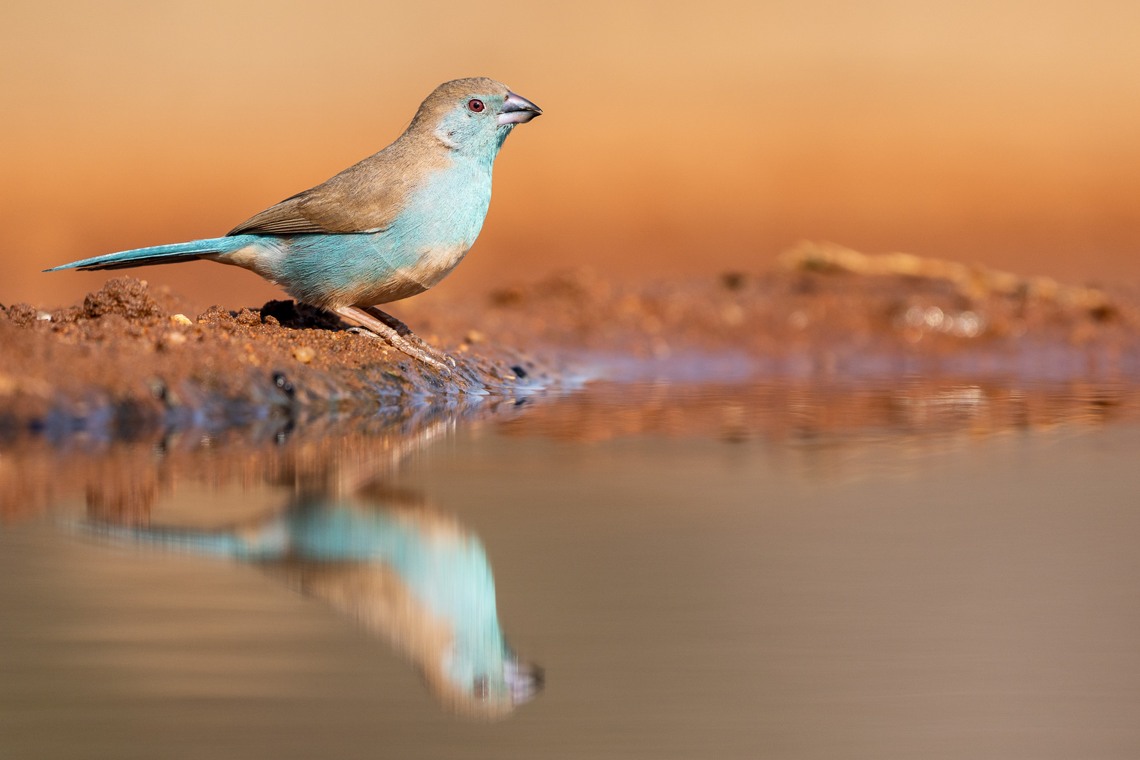 Vogelfotografie-Suedafrika-Fotosafari-26