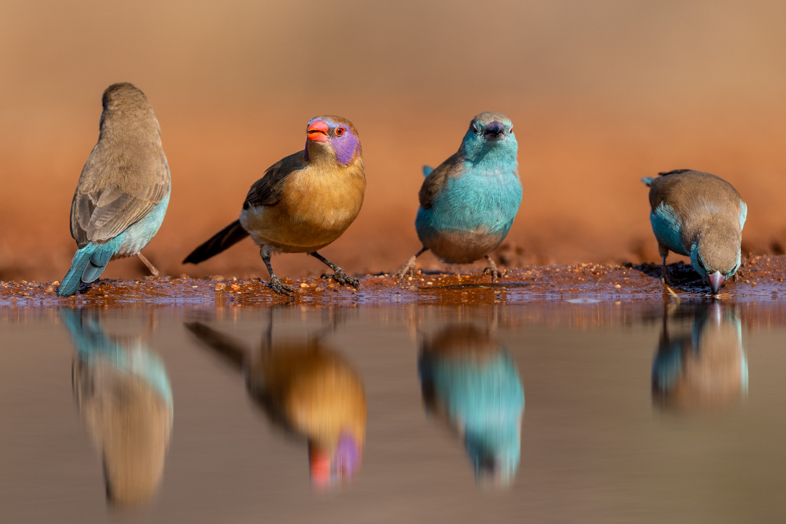 Vogelfotografie-Suedafrika-Fotosafari-27