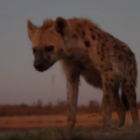 Neugierige Hyäne schnüffelt an meiner Kamera und an meiner Hand