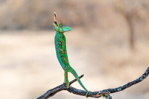 Chamäleon beim Beutefangen in Südafrika. Fotografiert bei einem Fotoworkshop. Reptilien-Fotoworkshop in Südafrika.