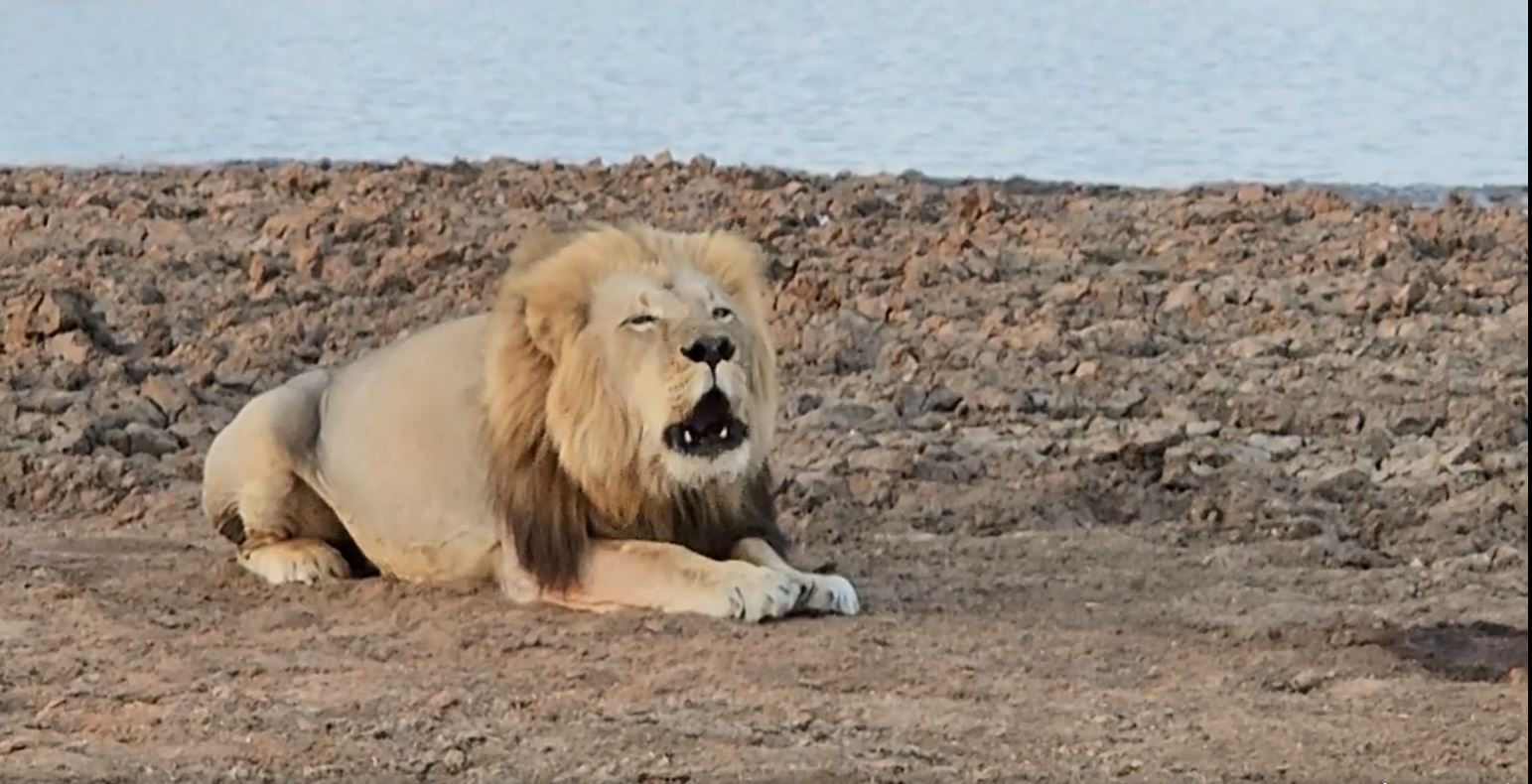 Wir sitzen gerade in nur 10 Metern Abstand zu diesem Löwenmann, der seine Herrschaft bekannt gibt. Fotoreise durch die Wildnis Südafrikas.