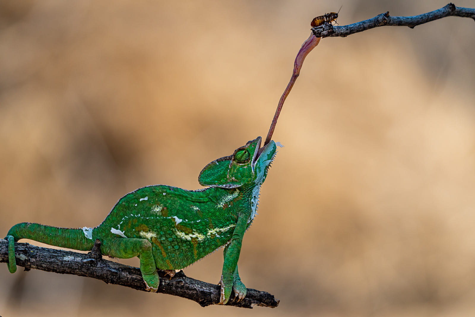 Seit vielen Jahren komme ich entweder mit Filmteams oder mit Fotografen hierher, um interessante Reptilienbilder aufzunehmen.