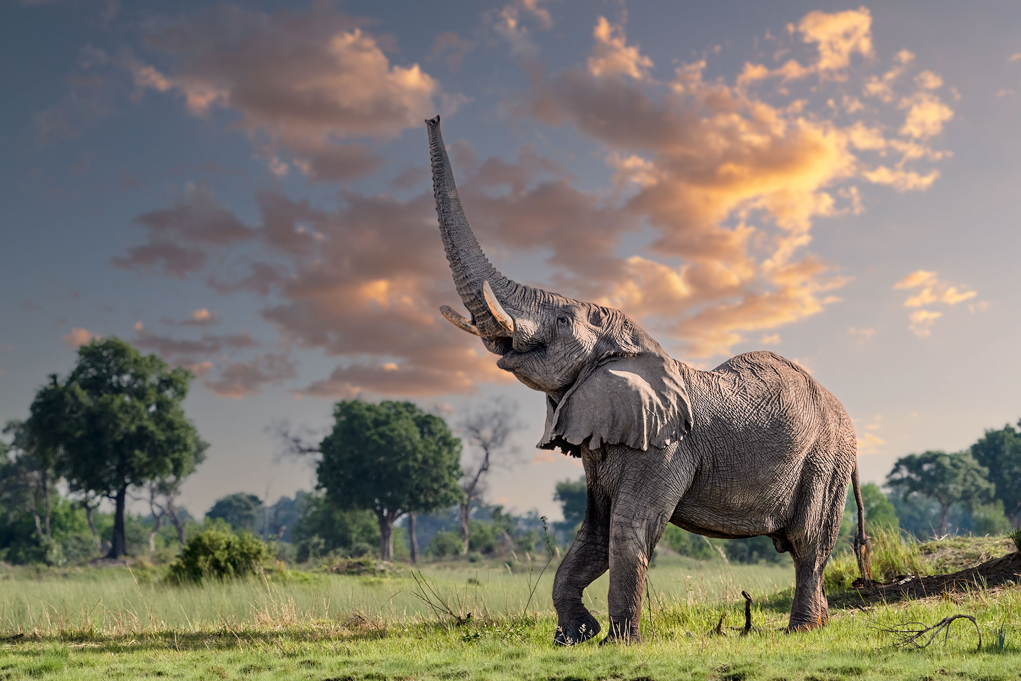 Elefant streckt seinen Rüssel in die Luft. Fotografiert auf einer Fotosafari mit Benny Rebel durch Botswana.