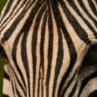 Einige Detailaufnahmen von Zebras