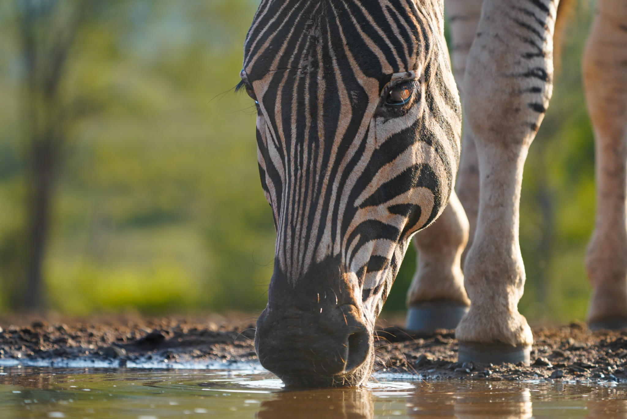Fotoreise-Zebra-Suedafrika-3