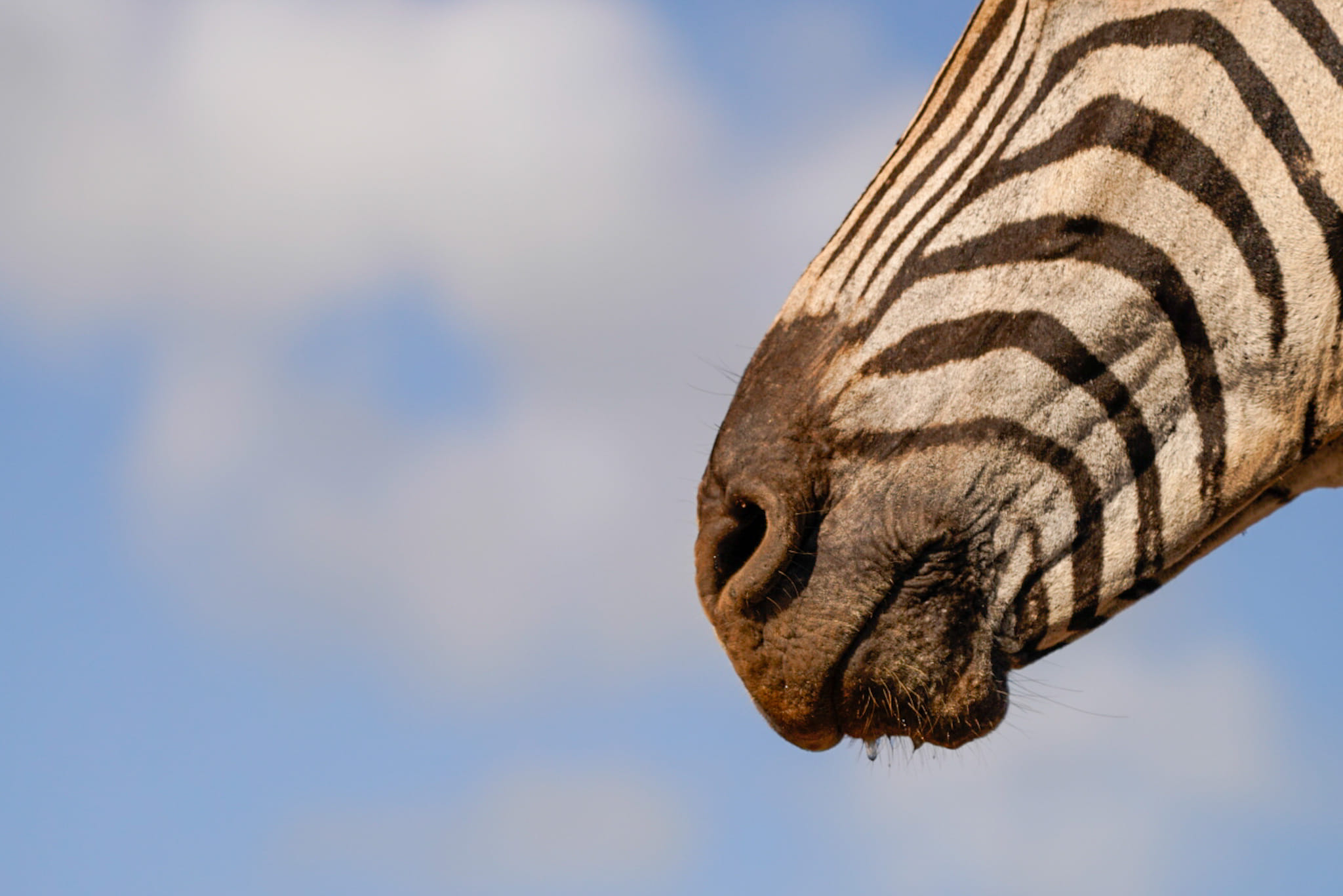 Fotoreise-Zebra-Suedafrika-4