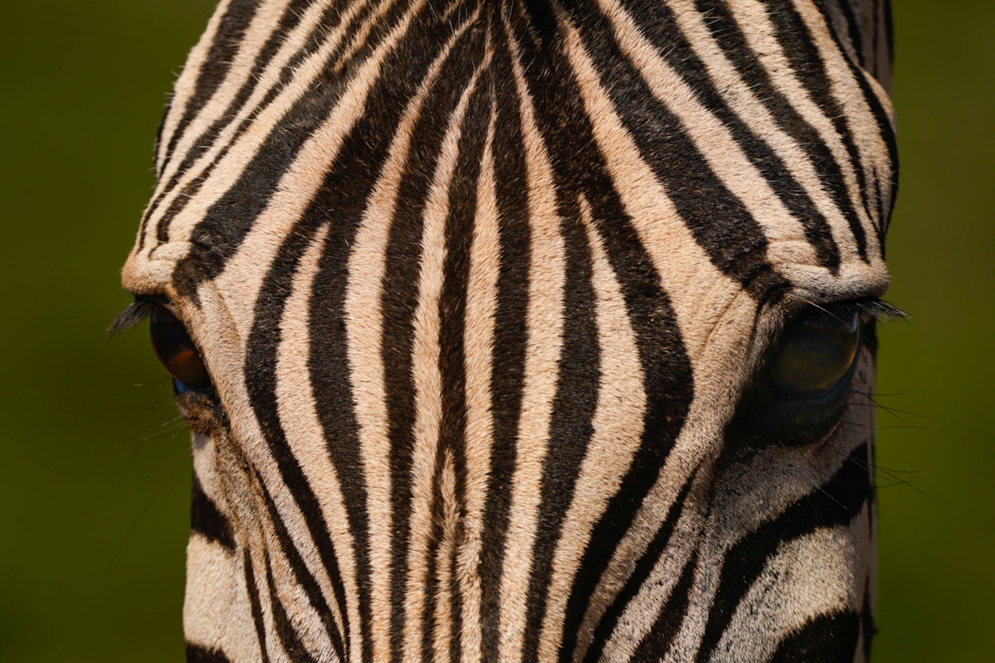 Zebras von unten zu fotografieren ist spannend. Man sieht diese Tiere auf normalen Safaris immer von Safariautos, also eher von oben