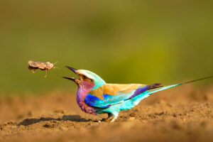 Soeben hat eine Gabelracke sich eine fette Mahlzeit organisiert. Fotoreise durch die Wildnis Südafrikas. Fotosafari mit Benny Rebel.