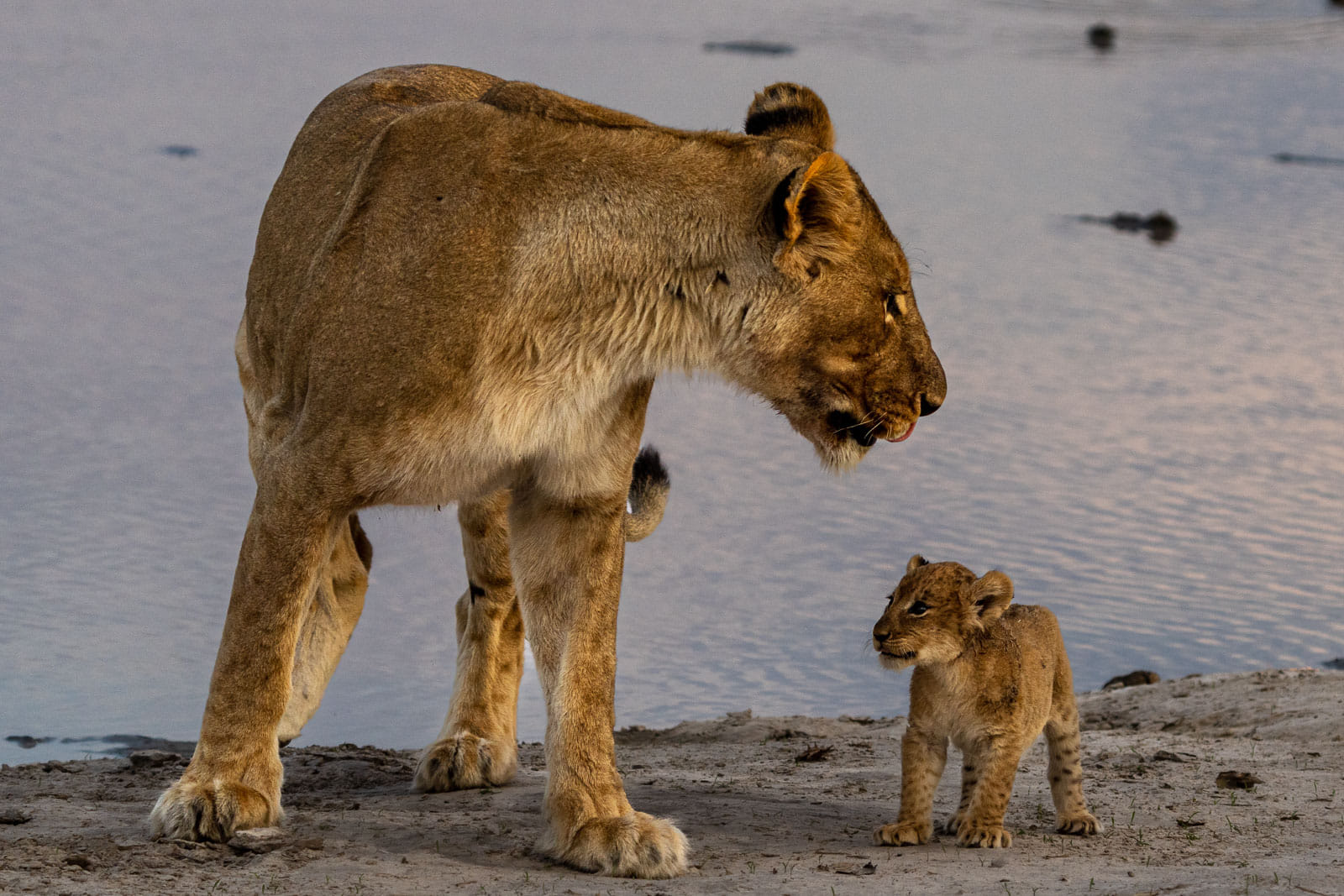 Fotoworkshop-Botswana-Fotoreise Fotoreise mit Benny Rebel Fotosafaris GmbH aus Hannover. Ich wünsche meinen Freunden viel Spaß mit diesen neuen Bildern.