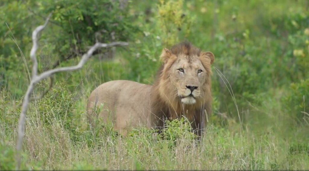 Die Löwenmänner bedrängen gerade eines der Weibchen, das bereits eine fast erwachsene Tochter hat. Fotoreise durch die Wildnis Südafrikas.