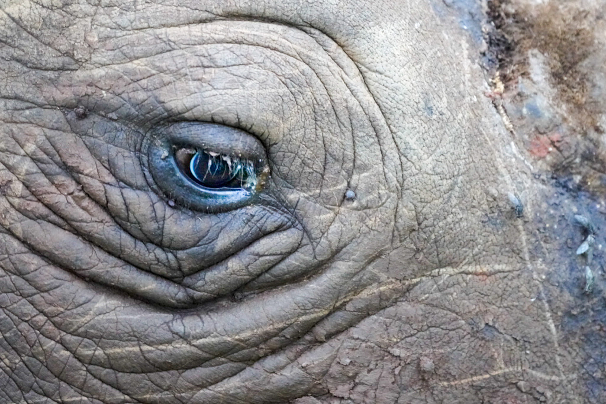 Vor wenigen Minuten haben wir unsere erste Pirschfahrt hier in Zululand gestartet und hier ist das Auge eines Nashorns.