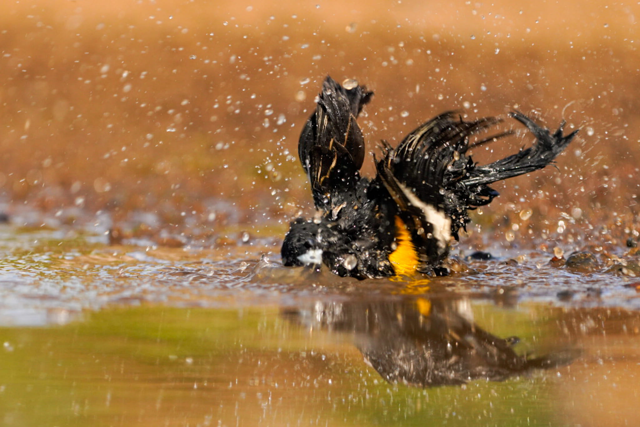 Vogelfotografie-Suedafrika-Fotoreise-1