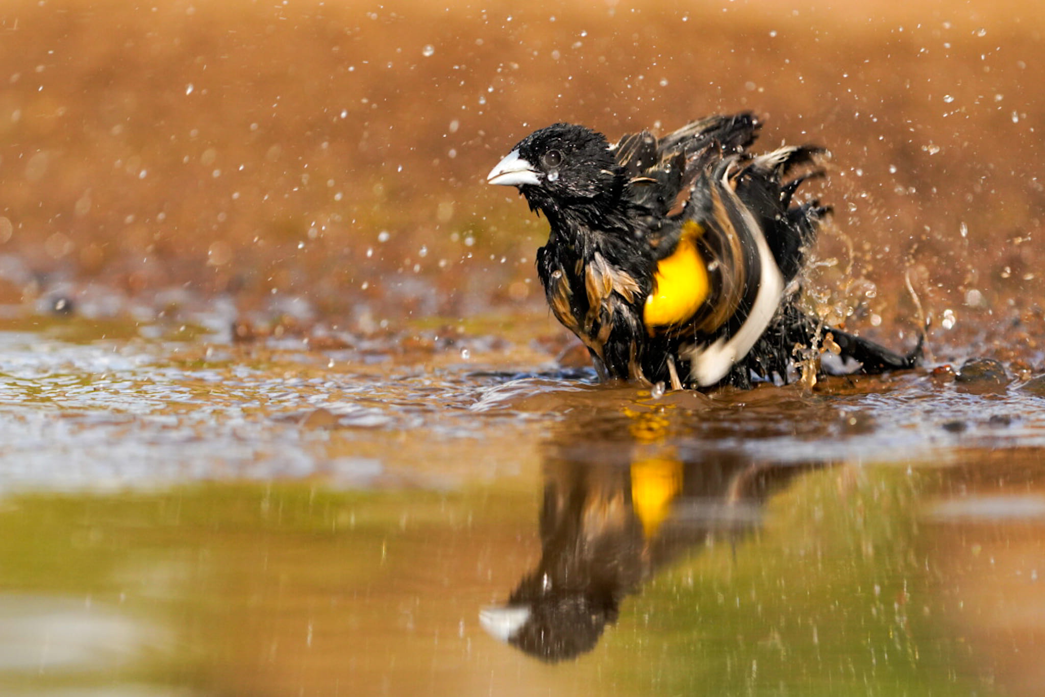 Vogelfotografie-Suedafrika-Fotoreise-2