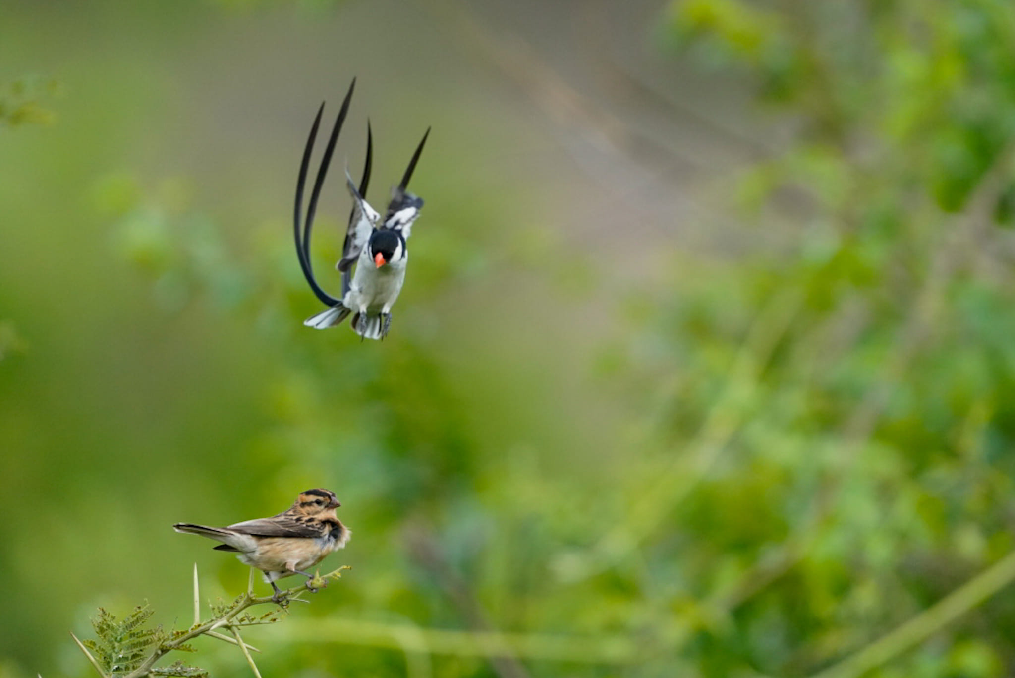 Das Männchen versucht, mit einem wunderschönen Tanz, das Weibchen zu beeindrucken. Fotoreise durch die Wildnis Südafrikas.