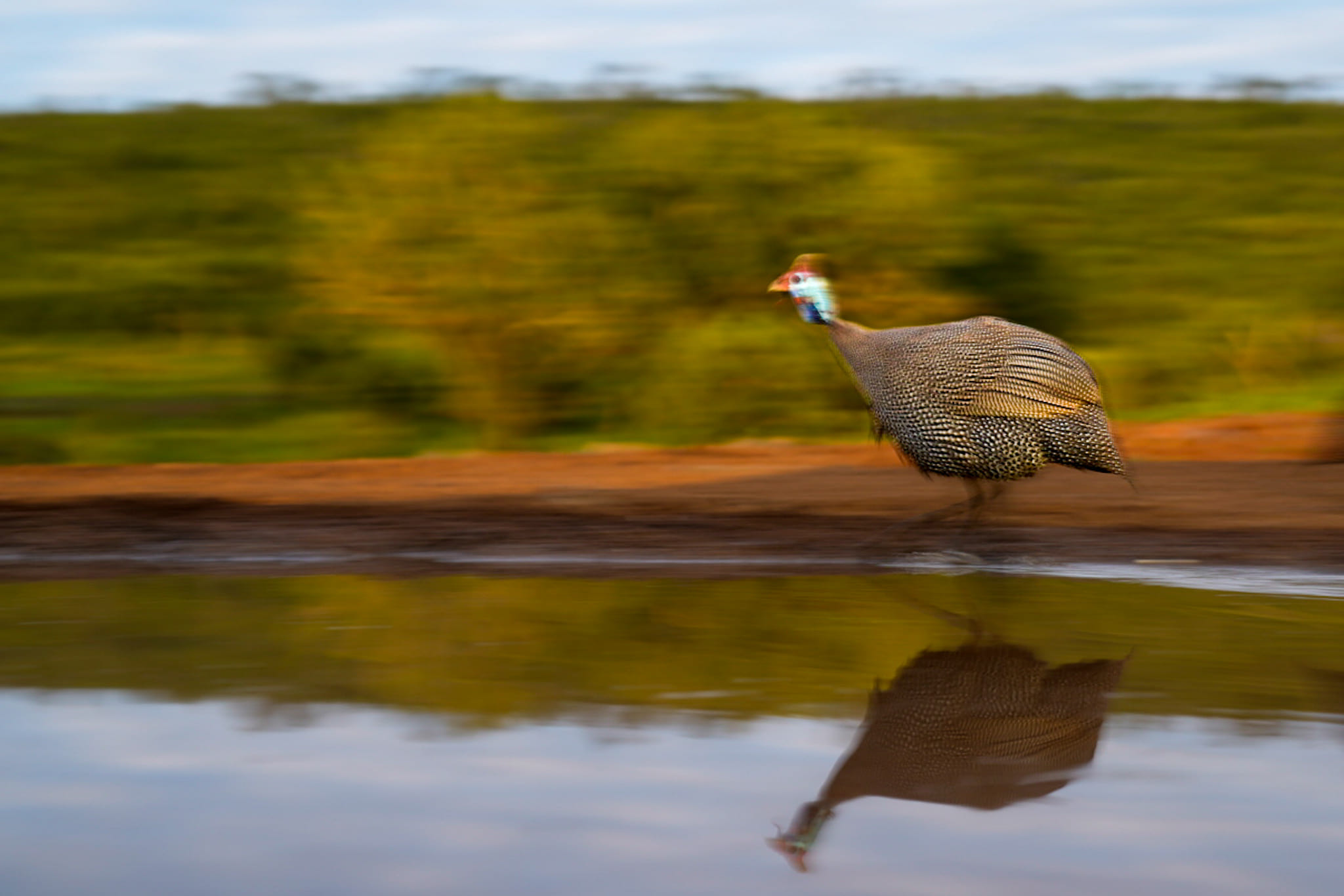 Vogelfotografie-Zululand-Fotosafari Fotoreise mit Benny Rebel Fotosafaris GmbH aus Hannover. Hier ist eine Mitziehaufnahme von dem Hibbel-Herbert.