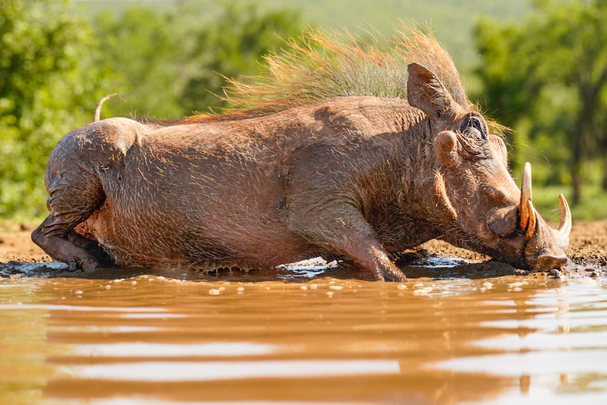 Warzenschwein Zululand Fotosafari
