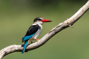 Eisvogel fotografiert auf unserer Fotoreise durch Zululand in Südafrika. Fotoreise mit Benny Rebel Fotosafaris GmbH aus Hannover.