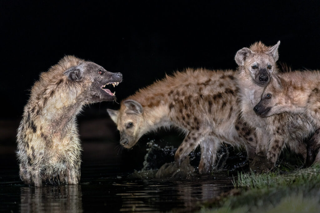 Der Kampf der Hyänen im Wasserloch - Benny Rebel Fotosafaris GmbH