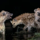 Der Kampf der Hyänen im Wasserloch