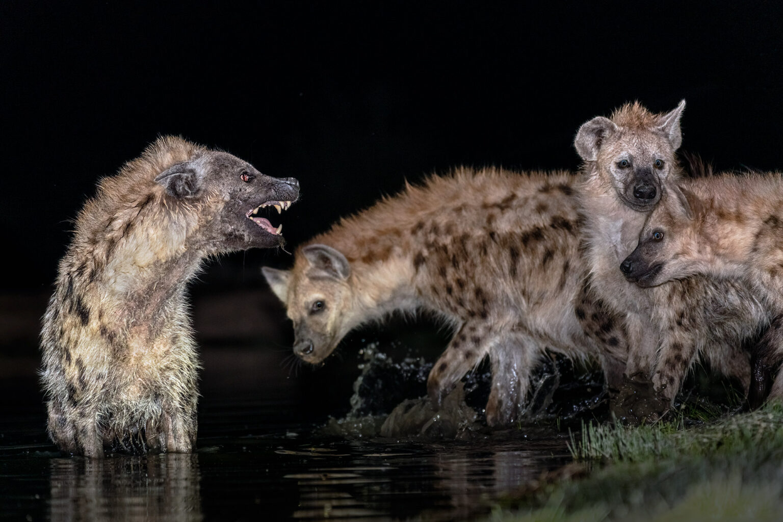 Der Kampf der Hyänen im Wasserloch Benny Rebel Fotosafaris GmbH