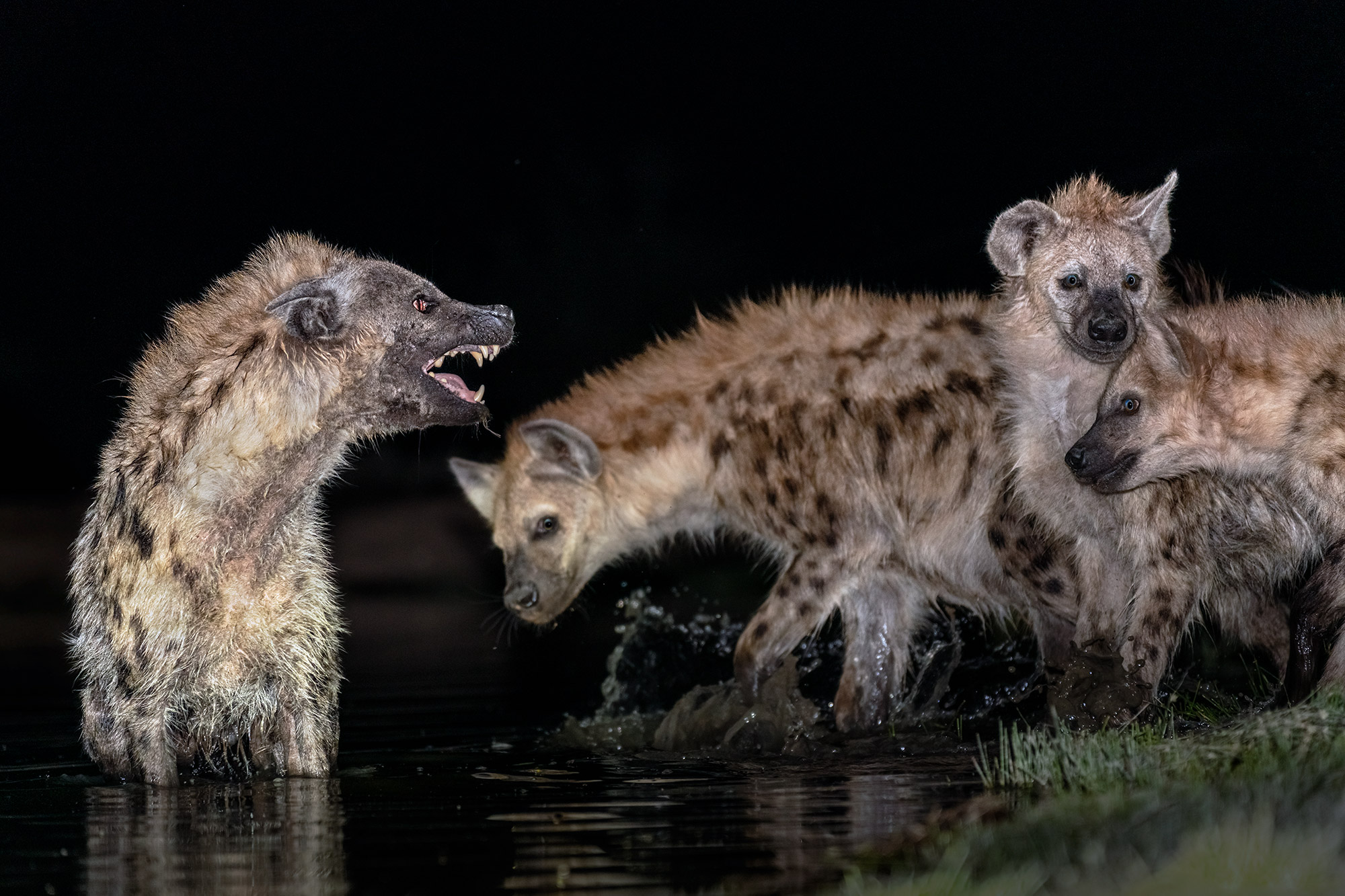 Hyänen kämpfen im Wasserloch auf einer Fotoreise durch Südafrika mit Benny Rebel Fotosafaris GmbH.