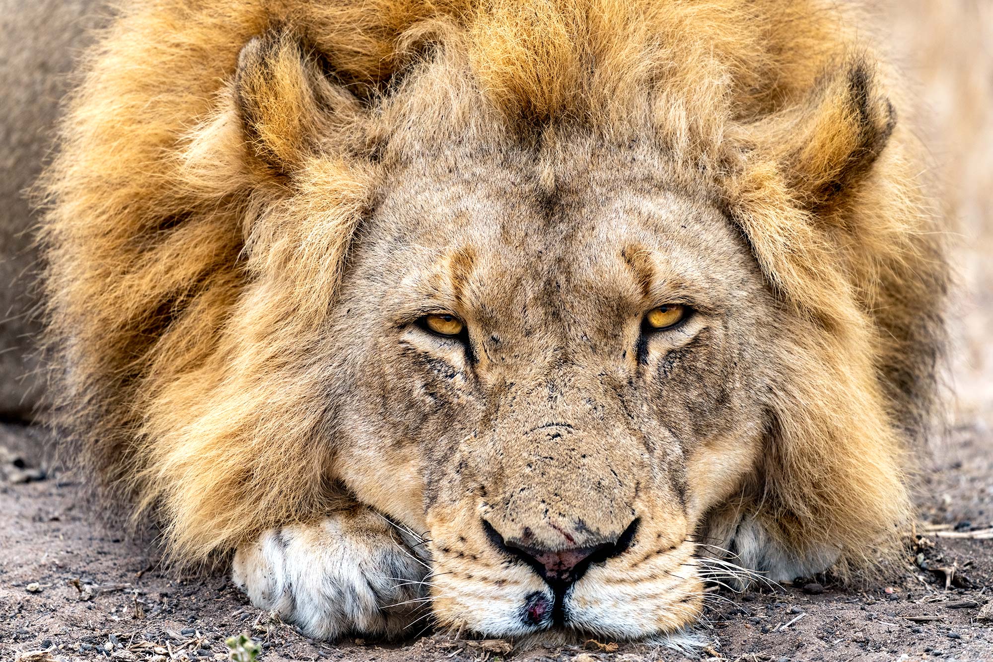 Löwenkater schläft auf einer Fotosafari in Südafrika.