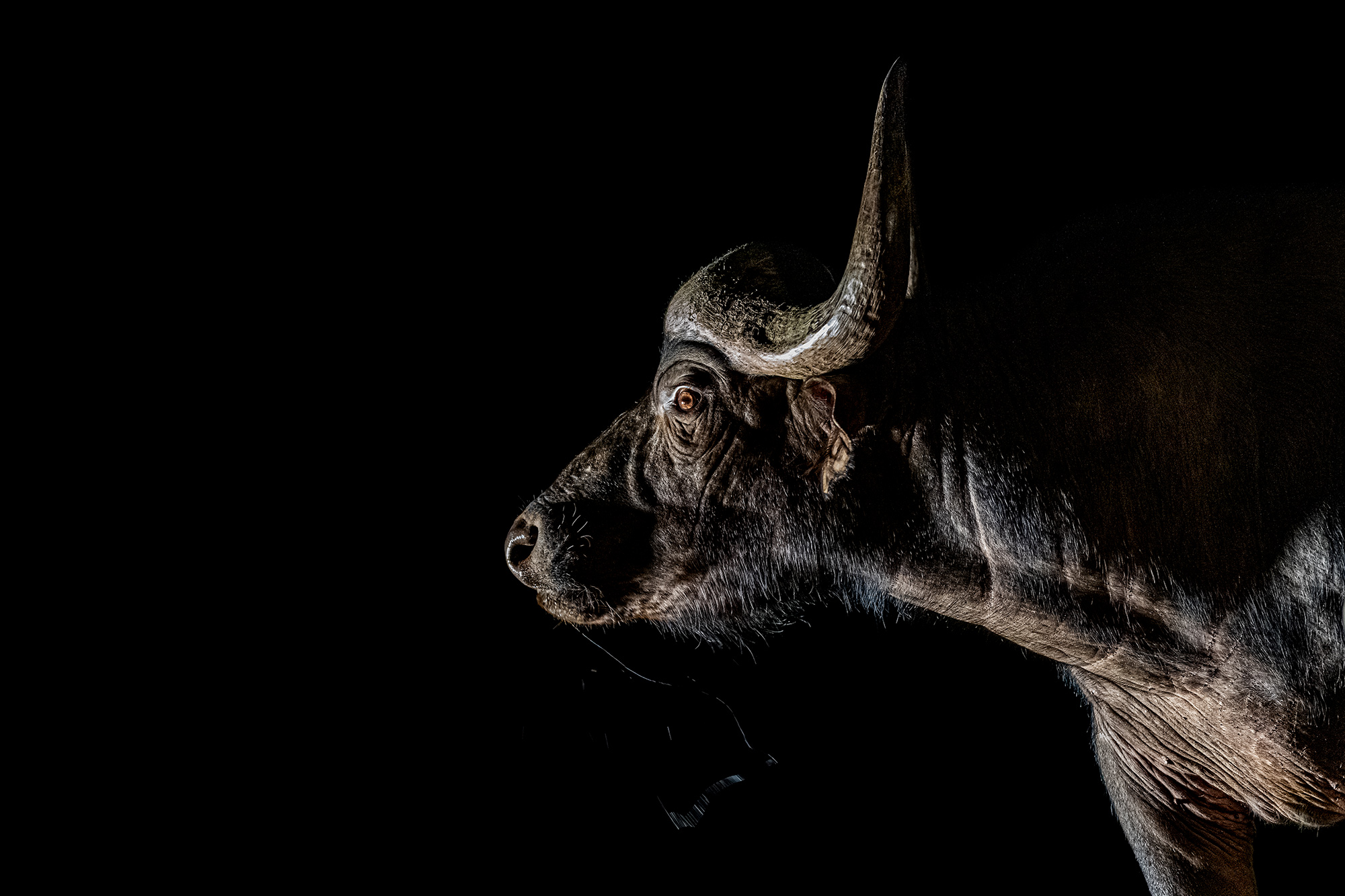 Büffel trinkt Wasser in der Nacht. Fotografiert aus einem unterirdischen Fotoversteck.