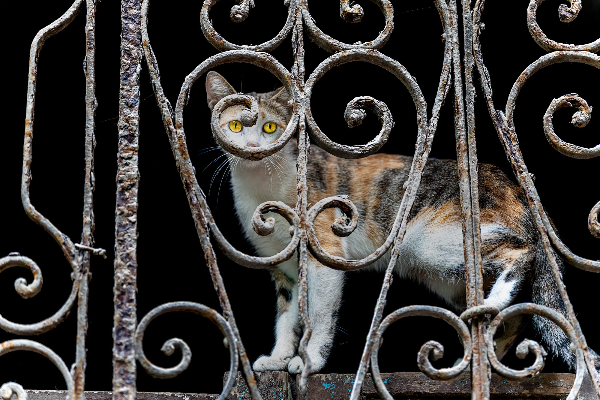 Eine Katze schaut durch Fenstergitter in Havanna. Fotografiert auf einer Fotoreise durch Kuba.