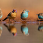Fotoverstecke zum Fotografieren von Kleinvögeln