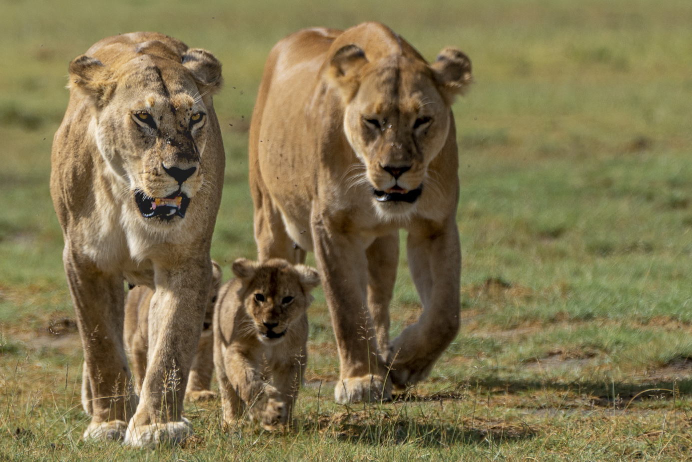 Löwinnen laufen mit ihren Babys durch die Wildnis Afrikas. Fotografiert auf einer Fotoreise / Fotosafari mit Benny Rebel.