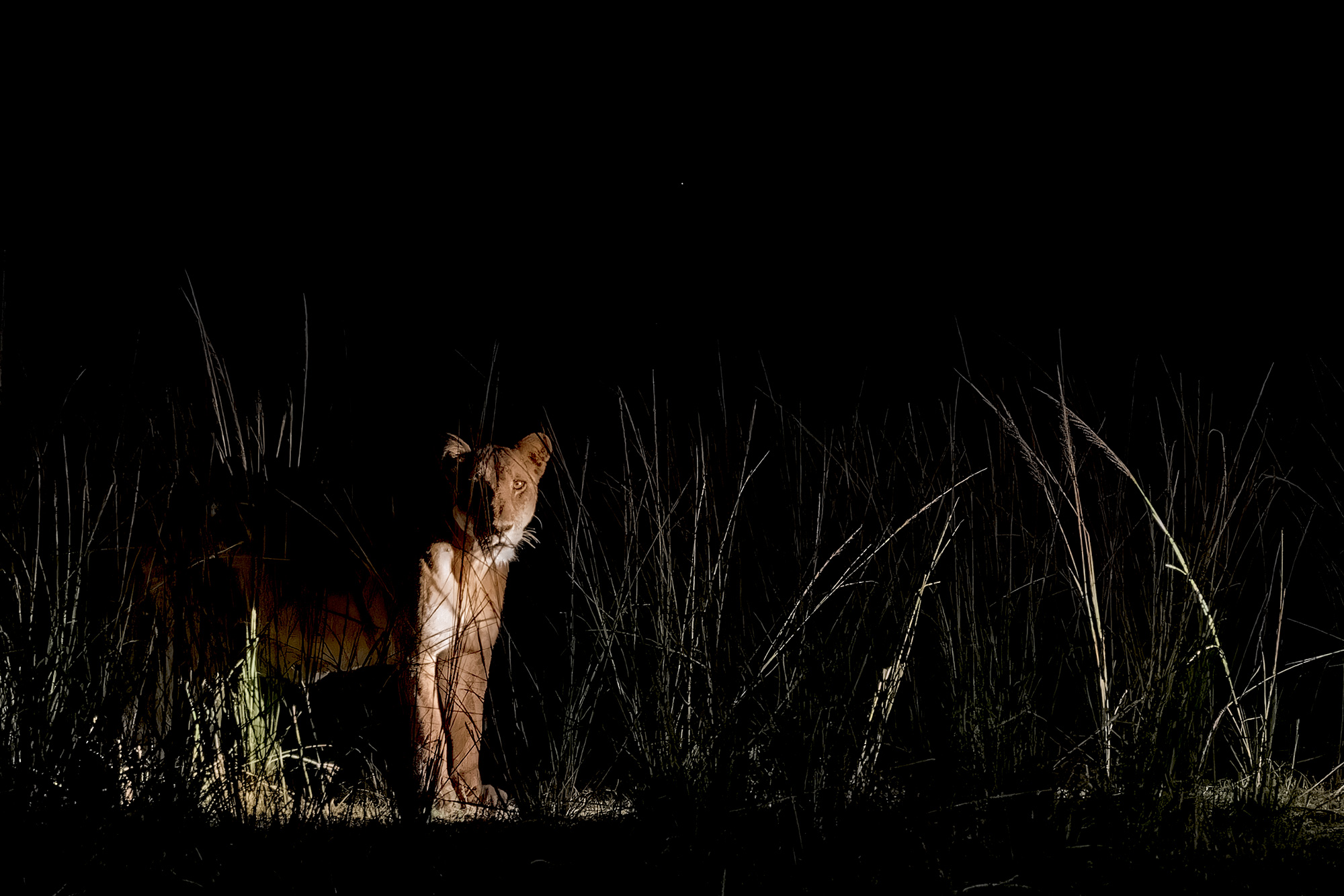 Löwe in der Nacht - Fotografiert von Benny Rebel in Sambia auf einer Fotoreise.
