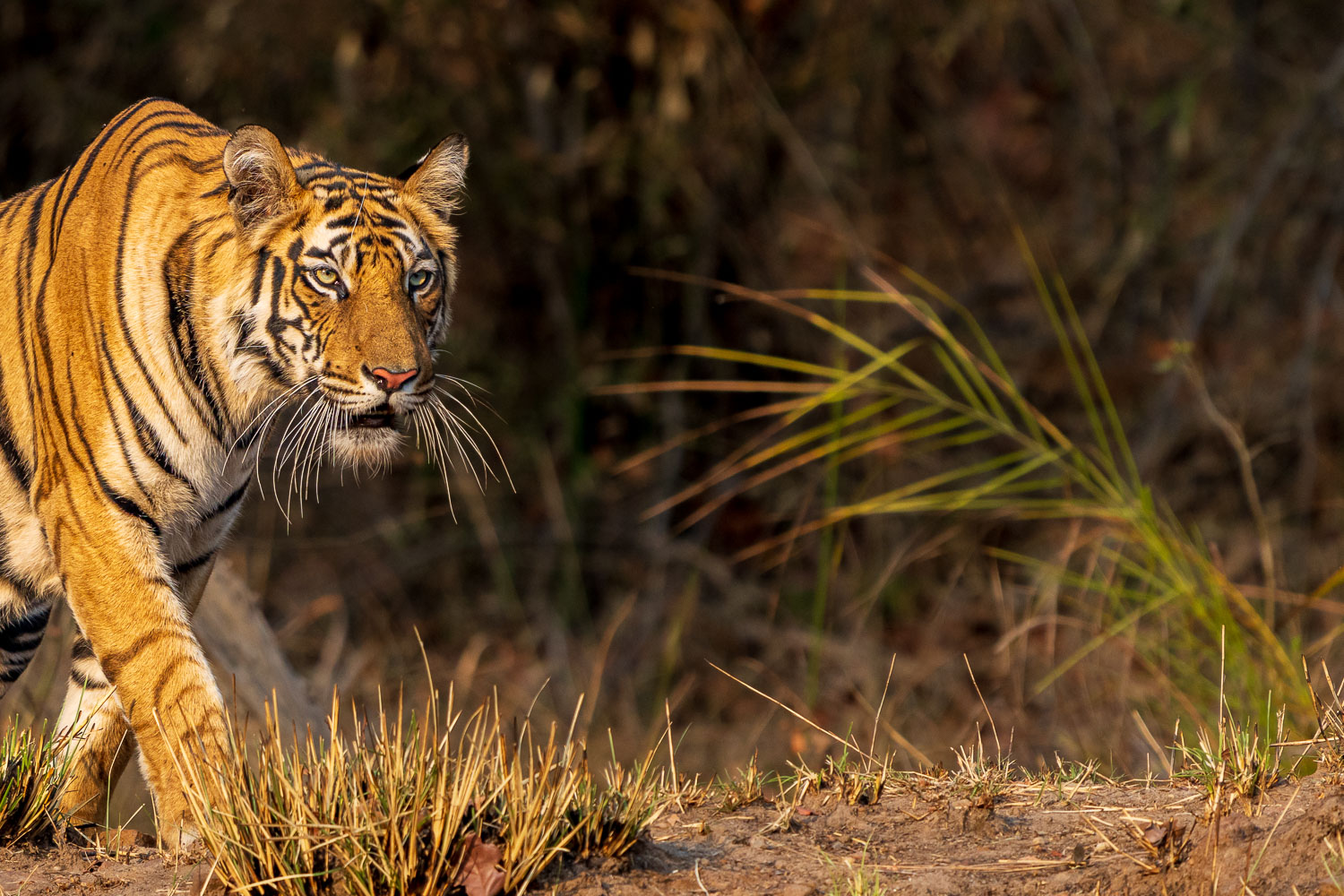 Abgesehen von den 20 Tigern, die wir bisher gesehen haben, konnten wir etliche weitere und sehr interessante Tiere sehen und fotografieren.