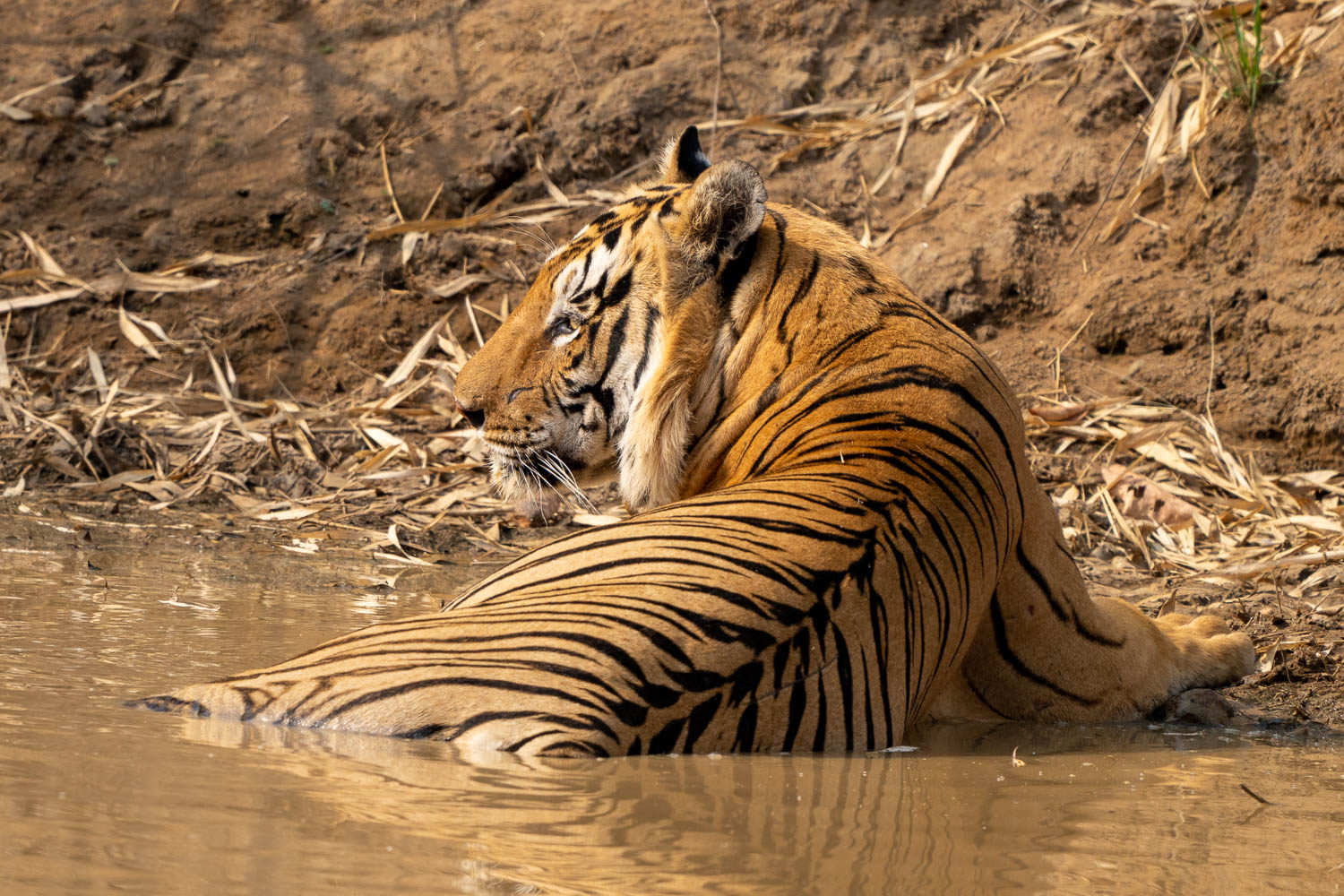 Fotosafari-Indien-Tierfotografie-2
