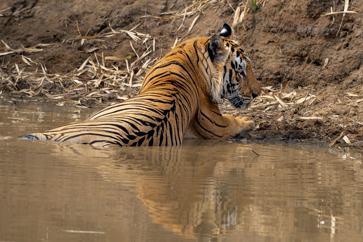 Fotosafari-Indien-Tierfotografie-32
