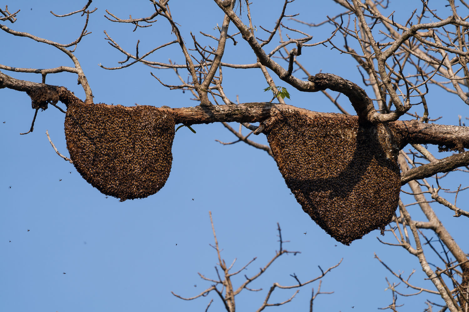 In Indien gibt es extrem kleine Bienen, die in großen Gruppen solche Nester bauen, wie sie auf den heutigen Bildern zu sehen sind.