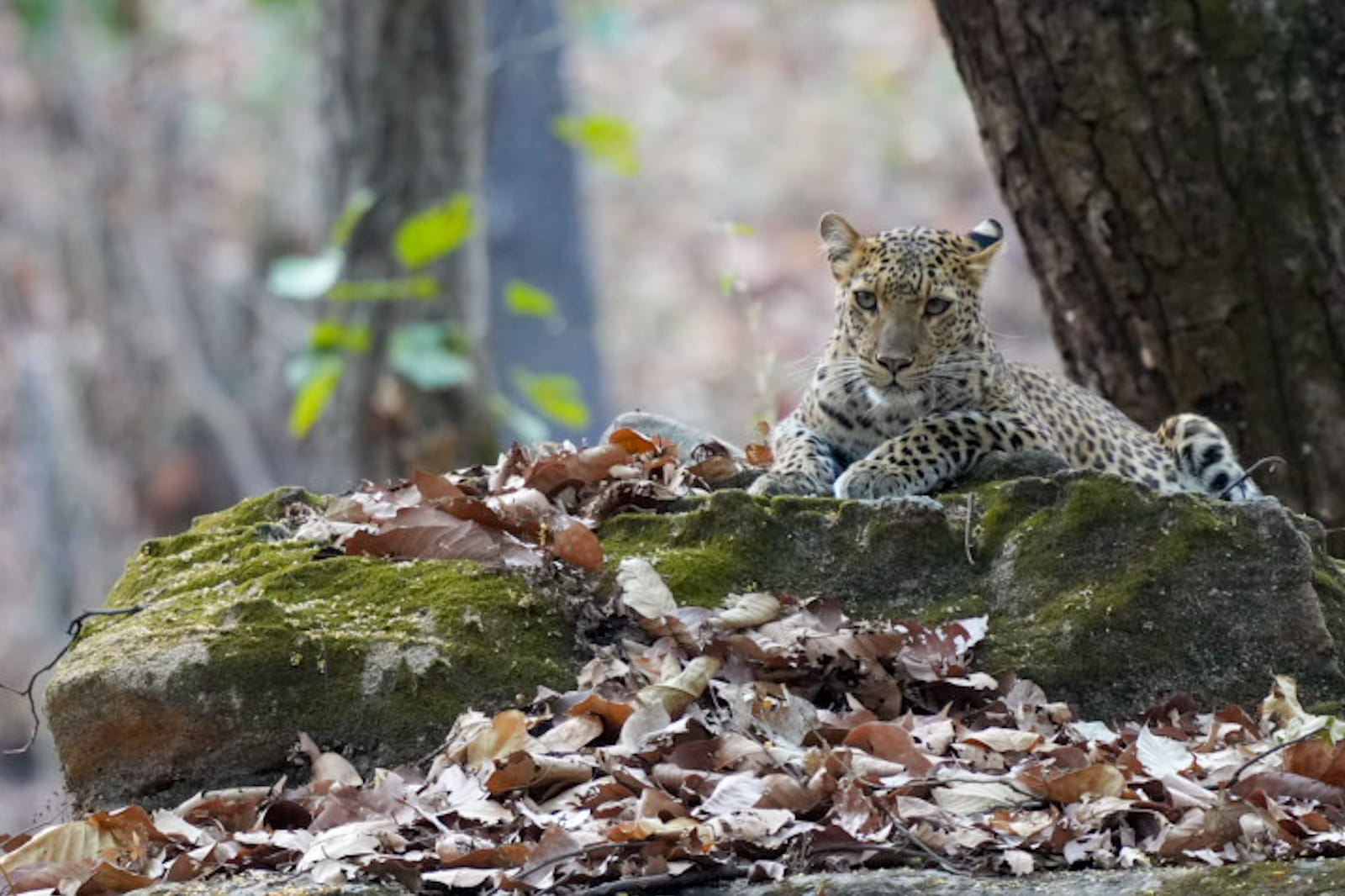 Leoparden-Indien-Fotoreise-1