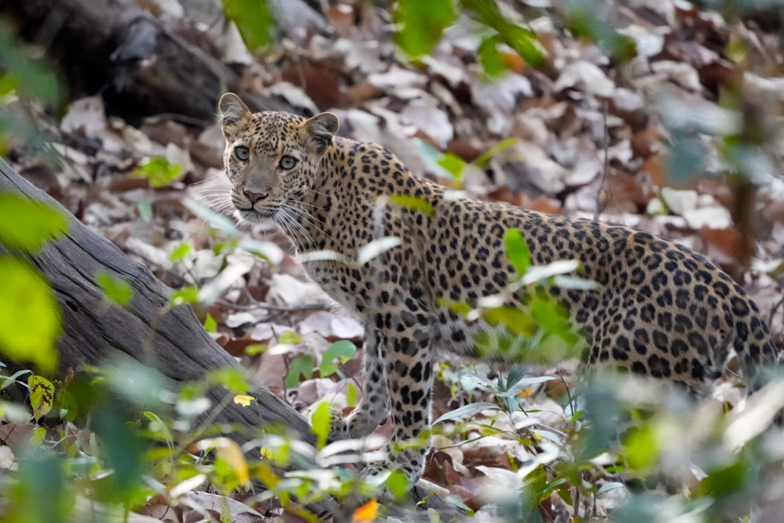 Leoparden-Indien-Fotoreise-2