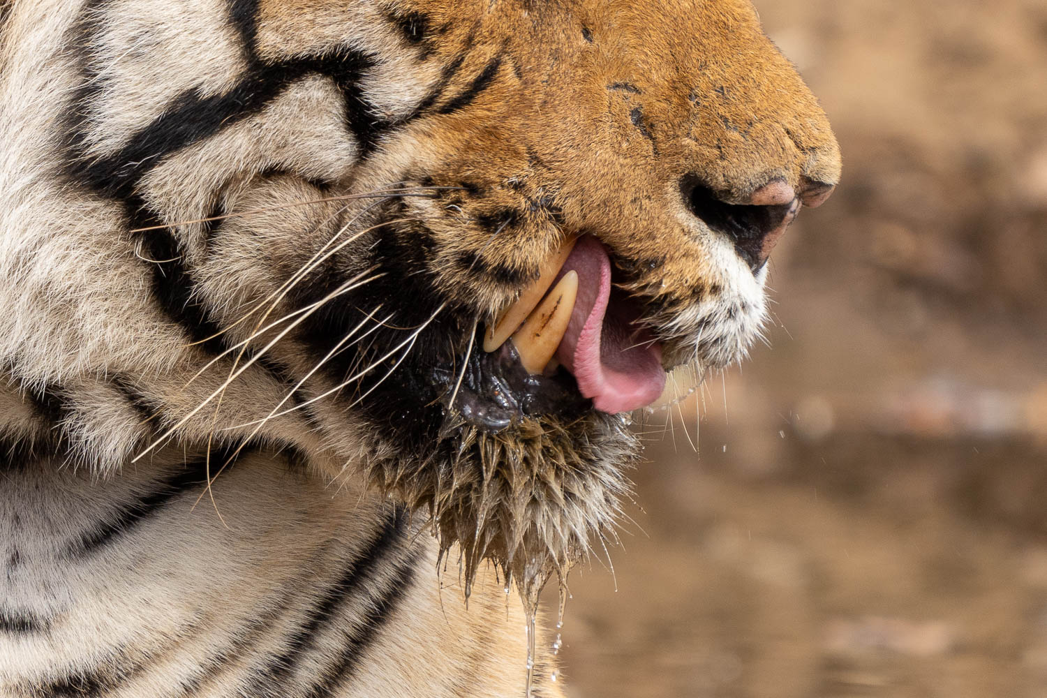 Tadoba-Tiger-Fotoreise-4