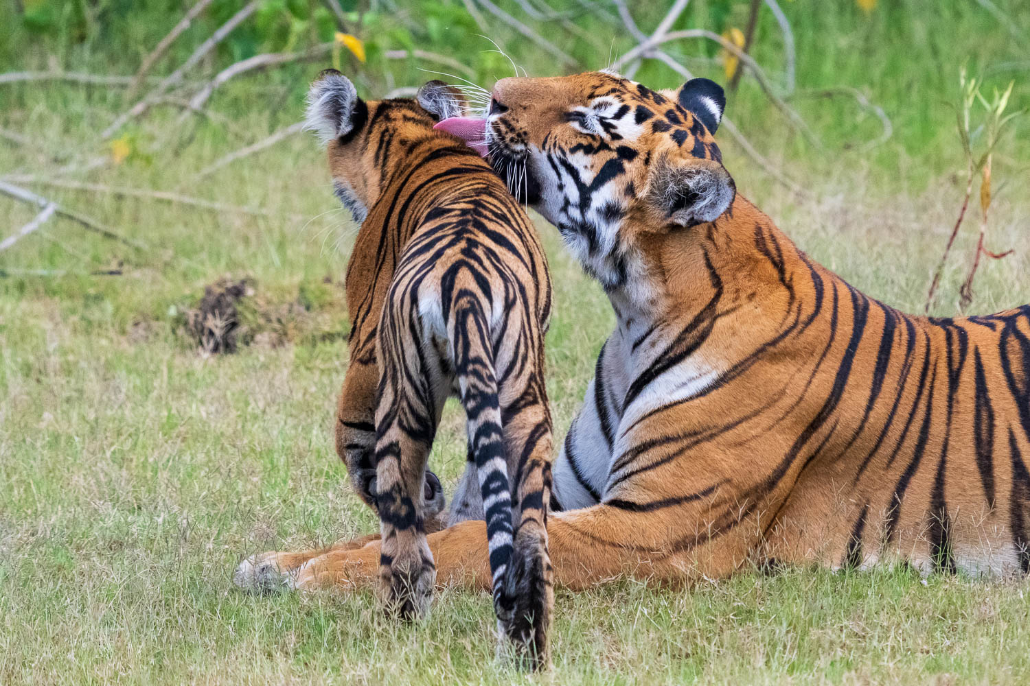 Tierfotografie-Indien-Fotosafari-13