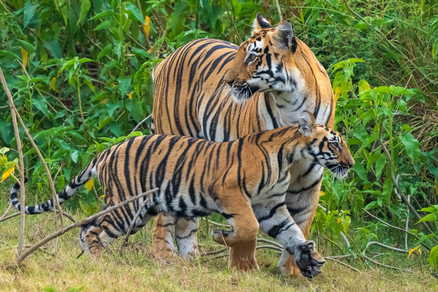 Tierfotografie-Indien-Fotosafari-24