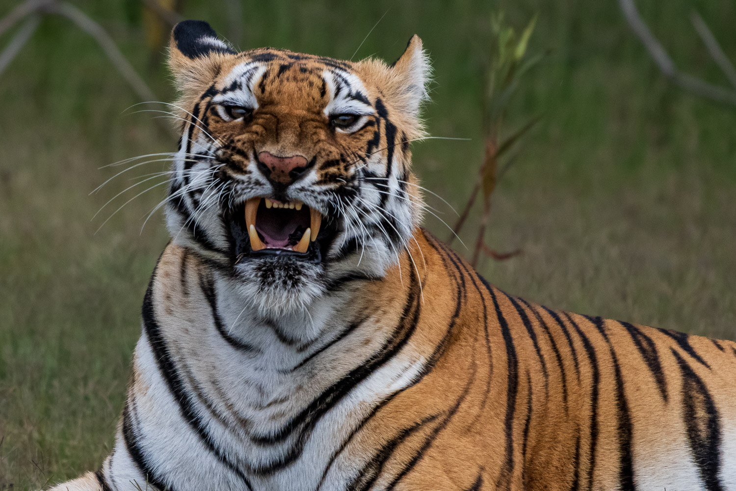 Das Highlight des heutigen Safaritages war ein Tigerweibchen mit ihren zwei Babys, die nur sieben Monate alt sind.