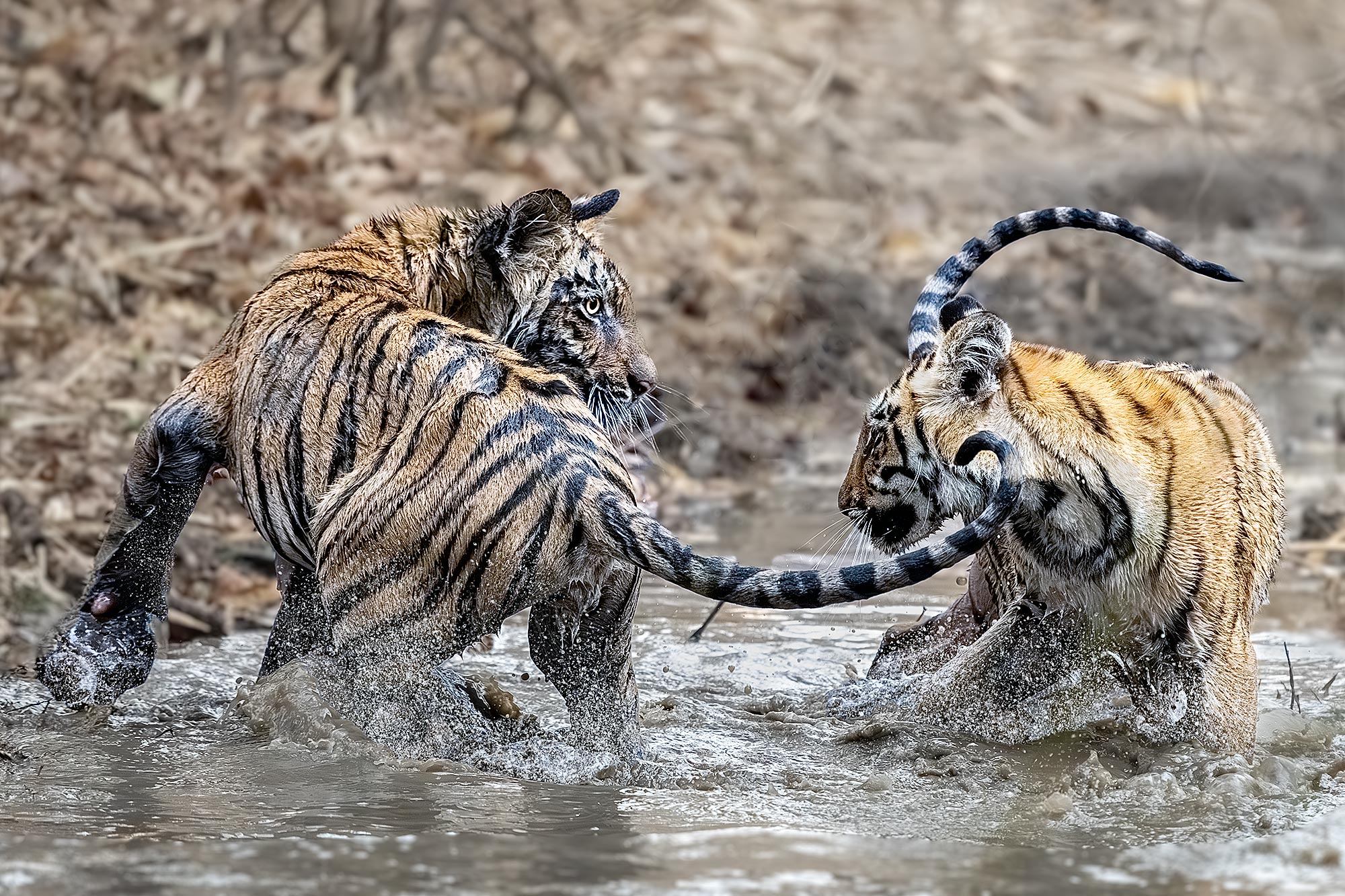 Tiger Babys spielen im Wasser auf einer Tiger Safari in Indien. Fotografiert auf einer Fotoreise von Benny Rebel.