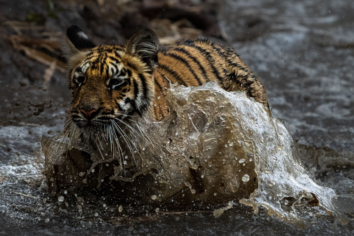 Tiger-Fotoreise-Indien-1