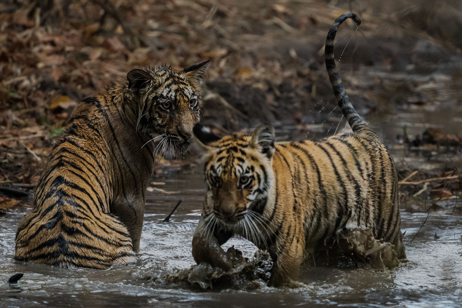 Tiger-Fotoreise-Indien-10