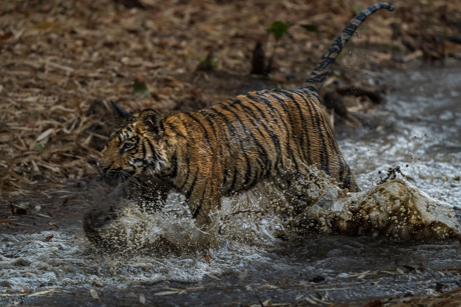 Tiger-Fotoreise-Indien-11